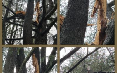 Tree Removal due to Storm